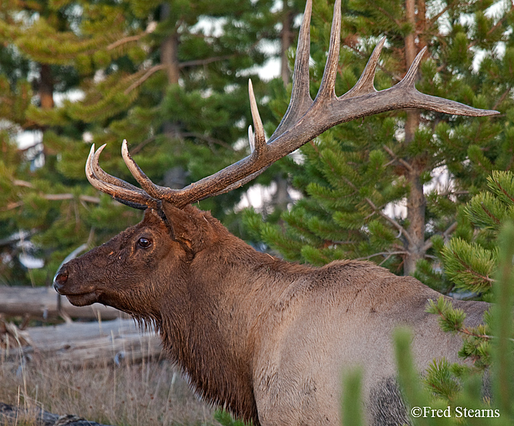 Yellowstone NP Elk