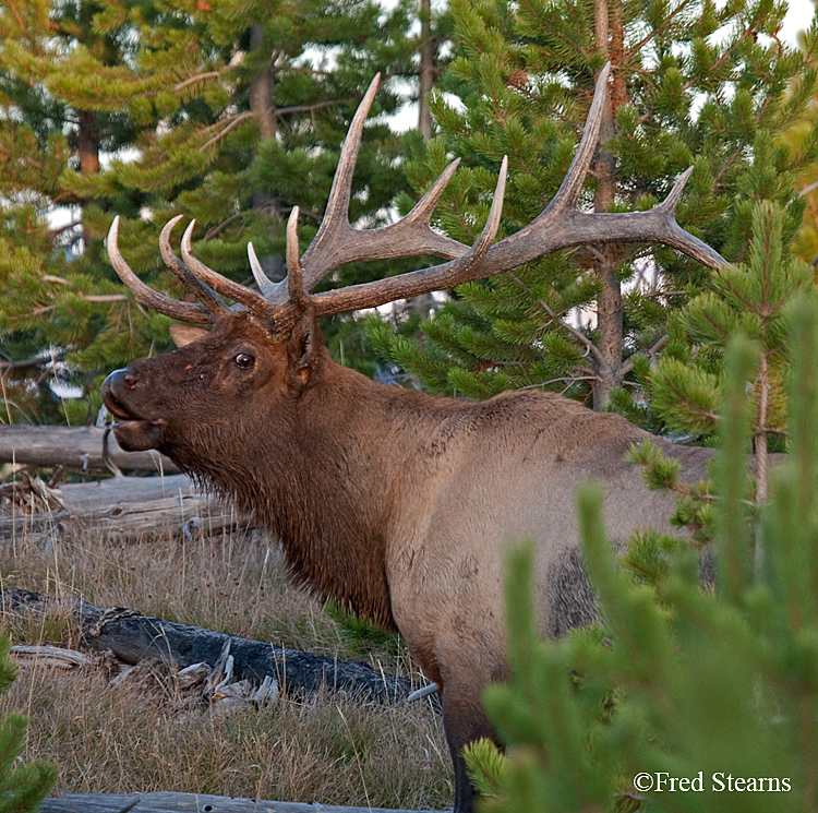 Yellowstone NP Elk