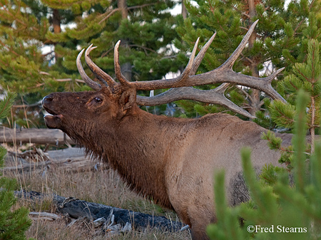 Yellowstone NP Bugling Bull Elk