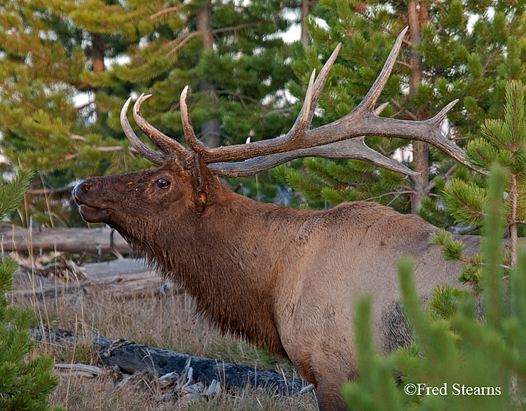 Yellowstone NP Elk