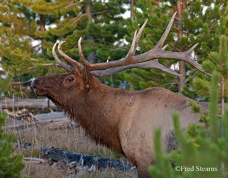 Yellowstone NP Bugling Bull Elk