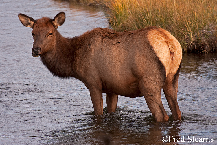 Yellowstone NP Elk