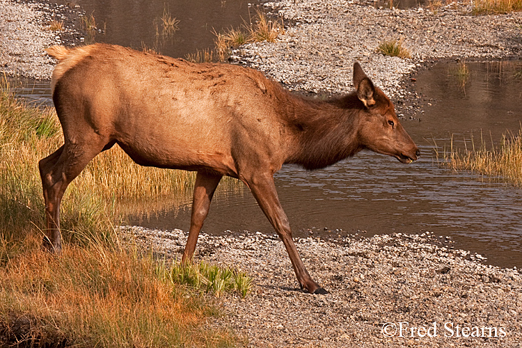 Yellowstone NP Elk