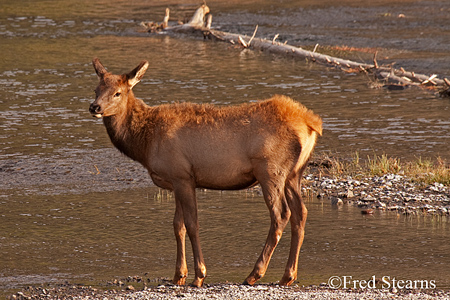 Yellowstone NP Bull Elk