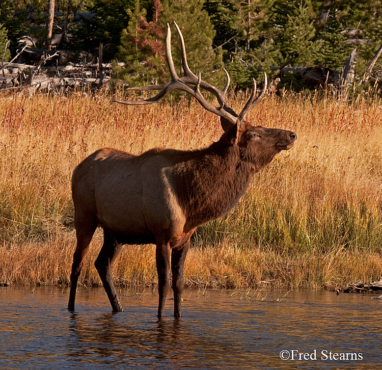 Yellowstone NP Elk