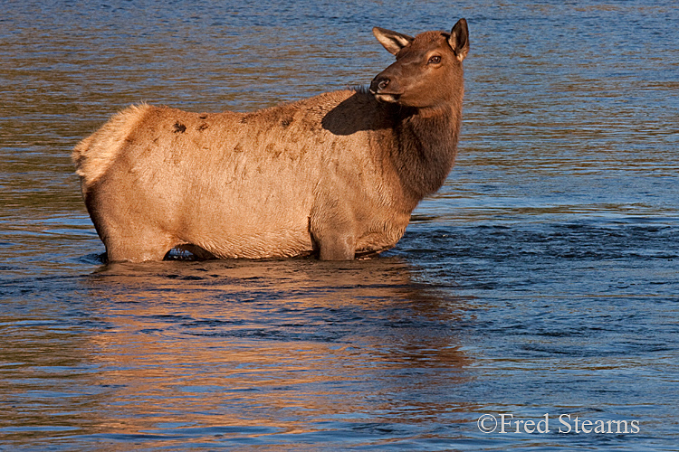 Yellowstone NP Elk