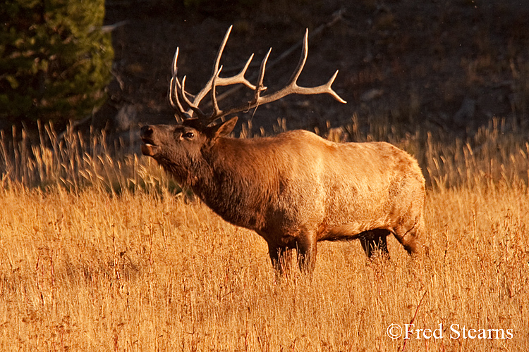 Yellowstone NP Elk