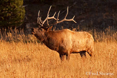 Yellowstone NP Bull Elk