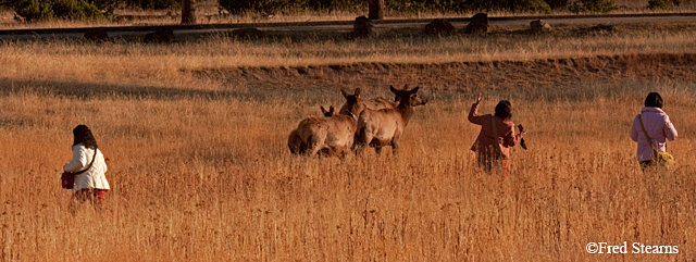 Yellowstone NP Elk