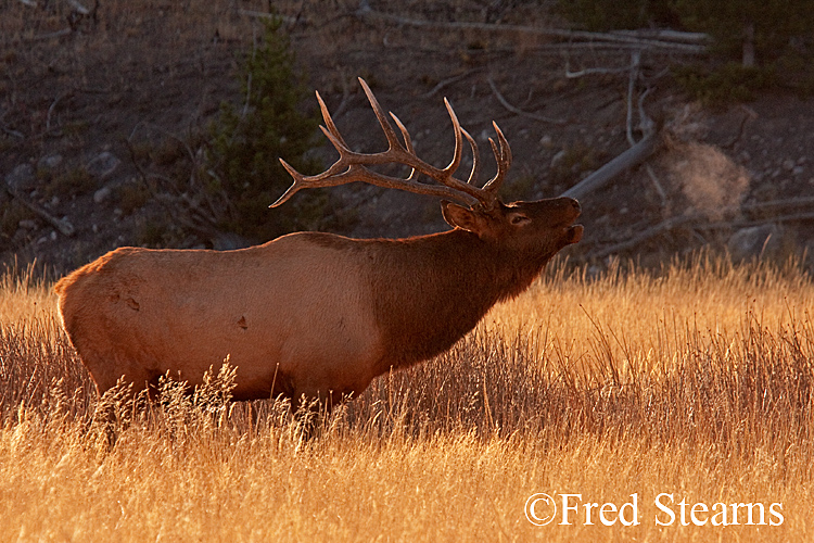 Yellowstone NP Elk