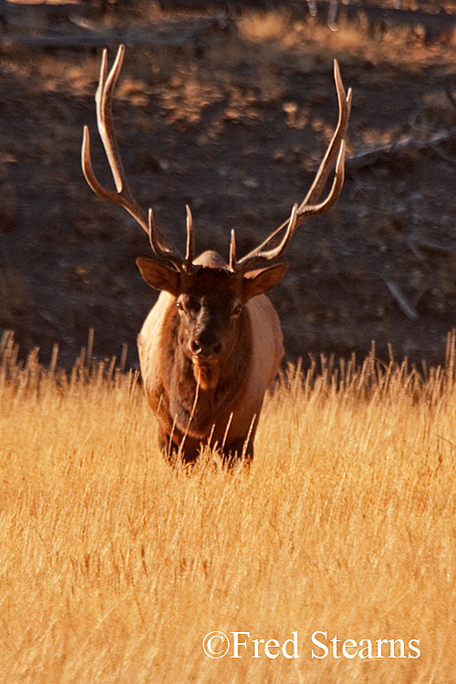 Yellowstone NP Elk