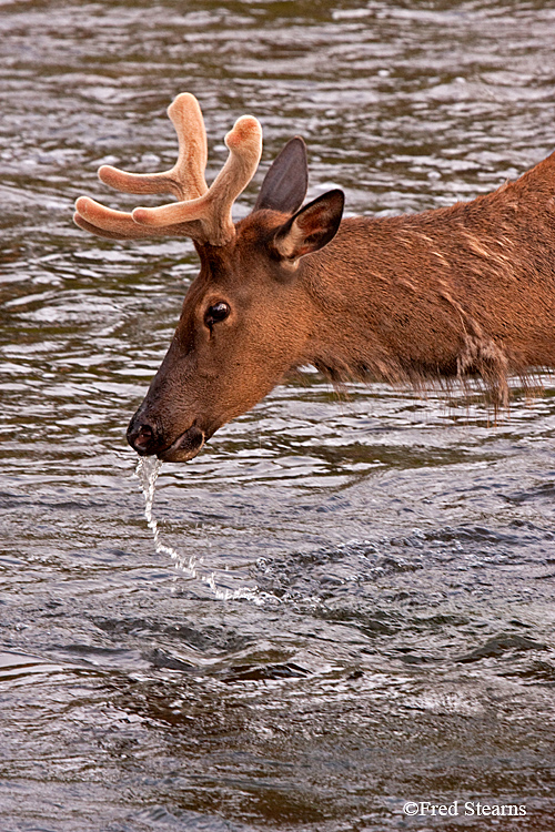 Yellowstone NP Elk