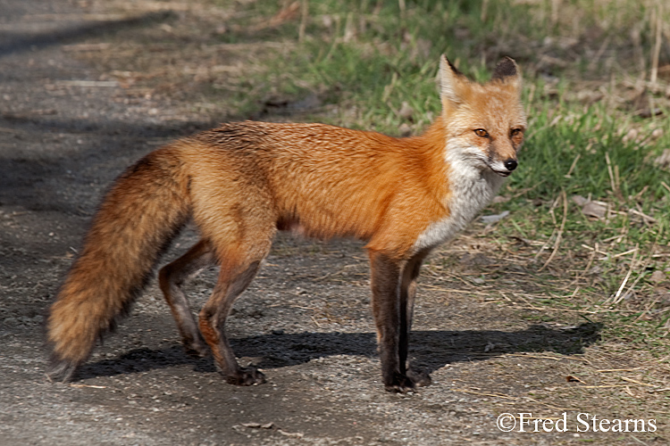 Red Fox Prospect Park