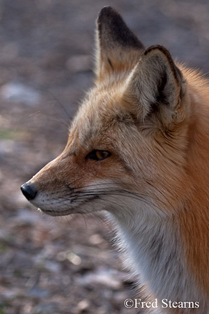 Prospect Park Red Fox