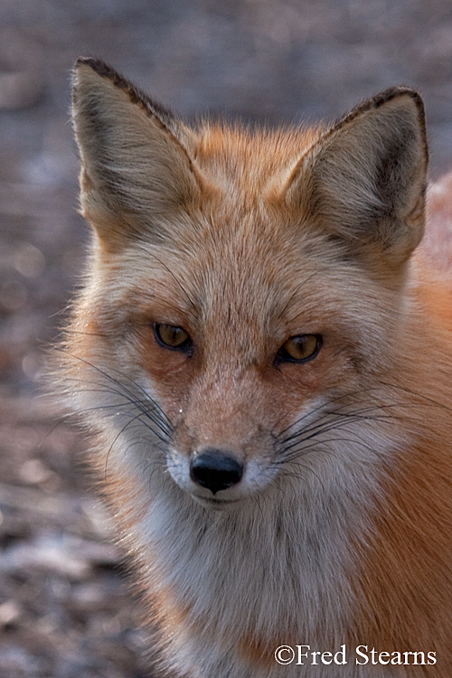 Red Fox Prospect Park