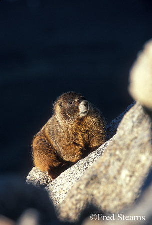 Arapahoe NF Mount Evans ellow Bellied Marmot
