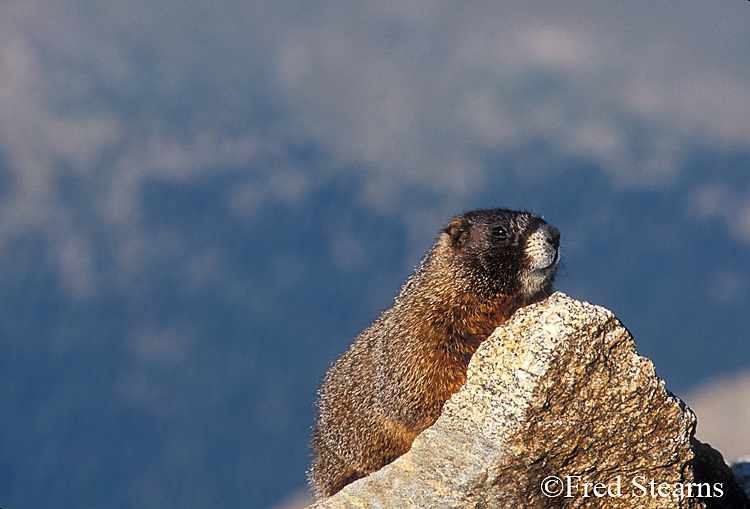 Mount Evans Yellow Bellied Marmot