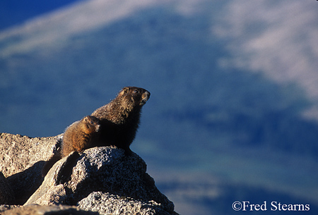 Arapahoe NF Mount Evans ellow Bellied Marmot