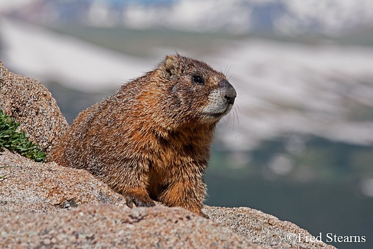 Yellow Bellied Marmot Forest Canyon RMNP
