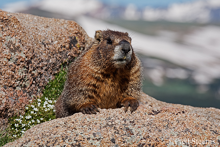 Yellow Bellied Marmot Forest Canyon RMNP