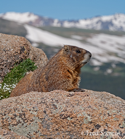Arapaho NF Mount Evans Yellow Bellied Marmot