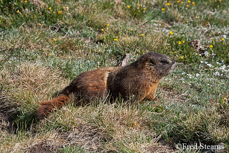 Rocky Mountain NP Yellow Bellied Marmot