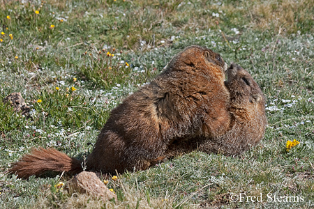 Rocky Mountain NP Yellow Bellied Marmot