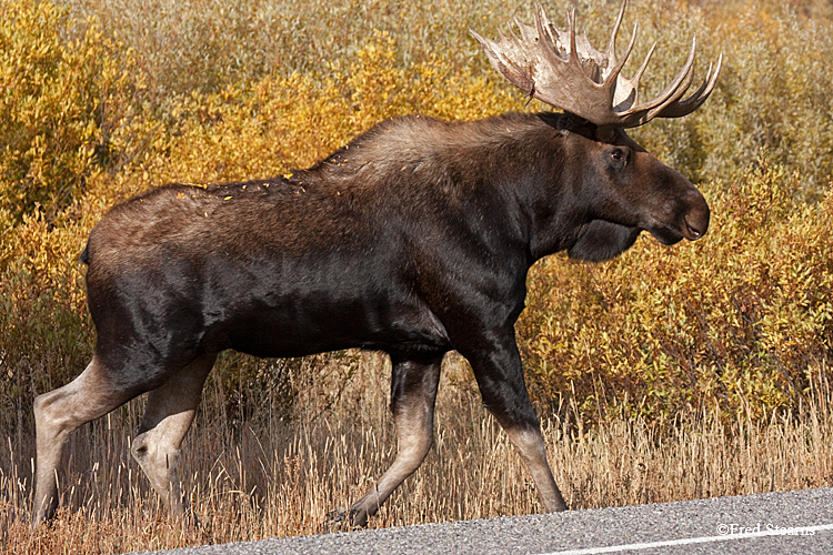 Grand Tedton NP Oxbow Bull Moose