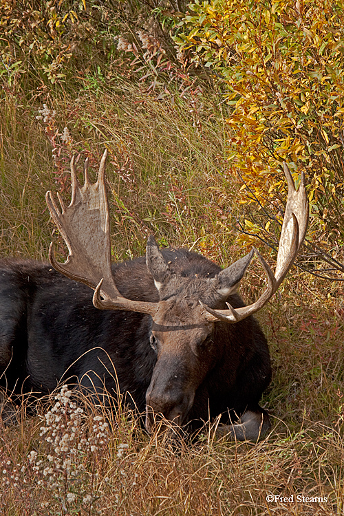 Grand Tedton NP Black Pond Bull Moose