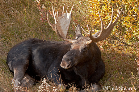 Grand Teton National Park Bull Moose