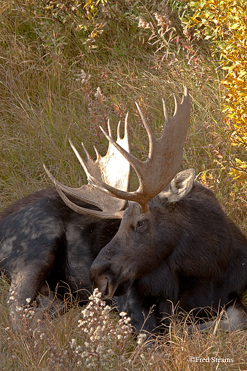 Grand Tedton NP Black Pond Bull Moose