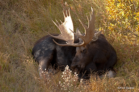 Grand Teton NP Black Pond Bull Moose