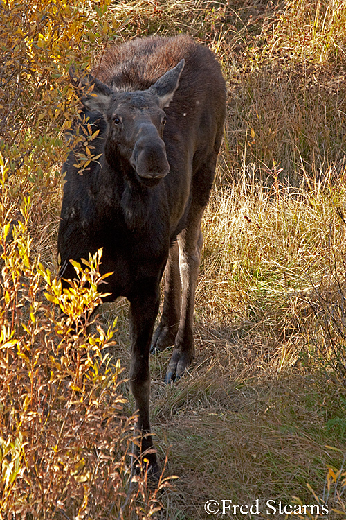 Grand Tedton NP Black Pond Calf Moose