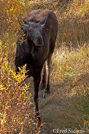 Grand Teton NP Black Pond Bull Moose