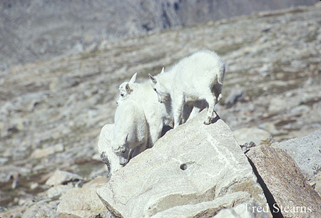 Arapaho NF Mount Evans Mountain Goat Kids