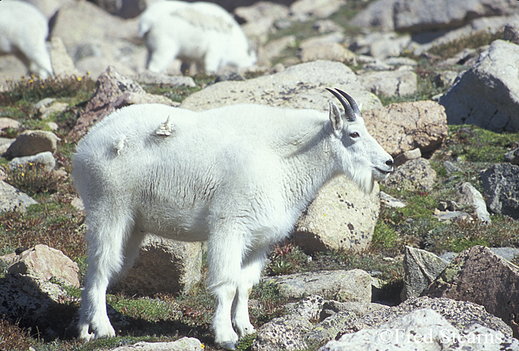 Mount Evans Mountain Goat
