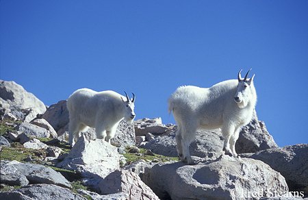 Arapaho NF Mount Evans Mountain Goats