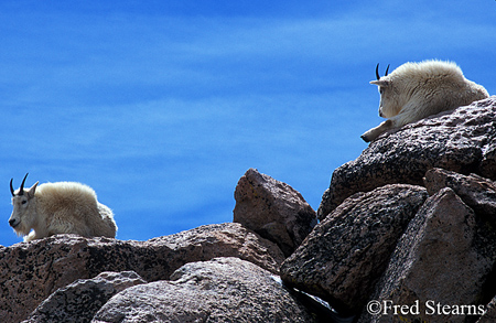 Arapaho NF Mount Evans Mountain Goats