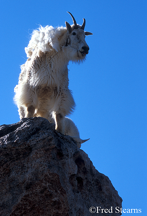 Mount Evans Mountain Goat