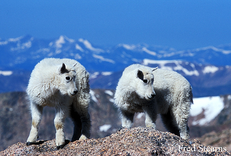 Arapaho NF Mount Evans Mountain Goat Kids
