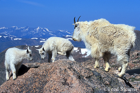 Arapaho NF Mount Evans Mountain Goat Nanny and Kids