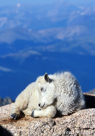 Arapaho NF Mount Evans Mountain Goat Kid Napping