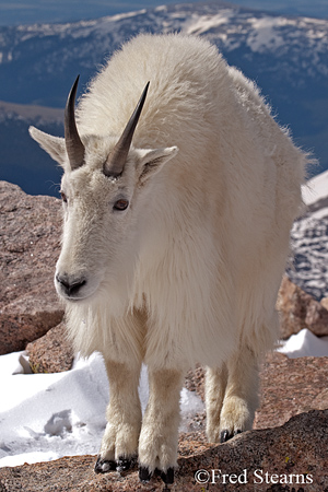 Arapaho NF Mount Evans Mountain Goat
