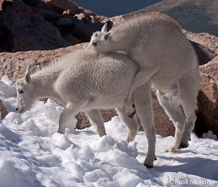 Arapaho NF Mount Evans Mountain Goat