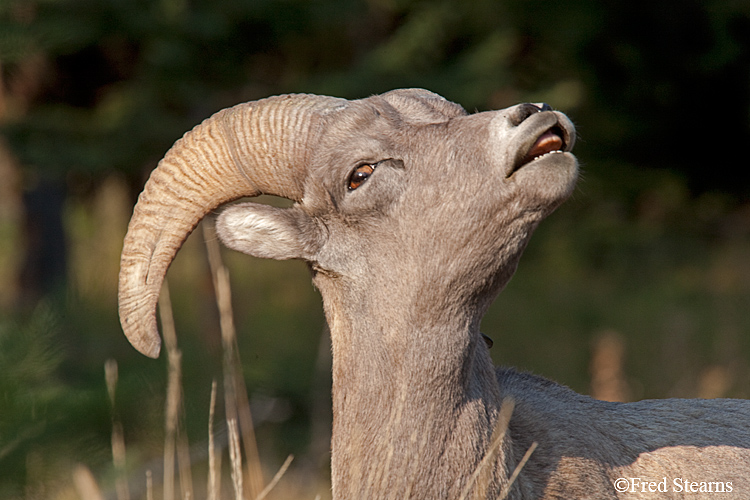 Yellowstone NP Calcite Springs Big Horn Sheep width=