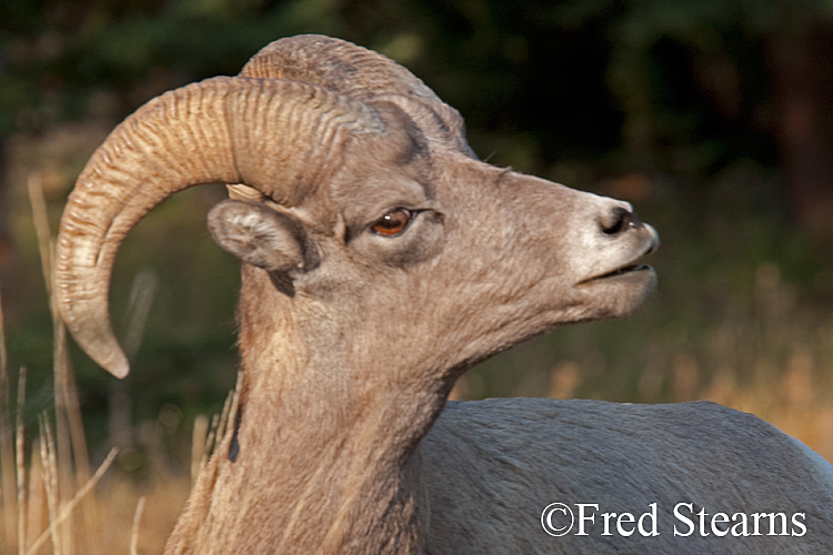 Yellowstone NP Calcite Springs Big Horn Sheep width=