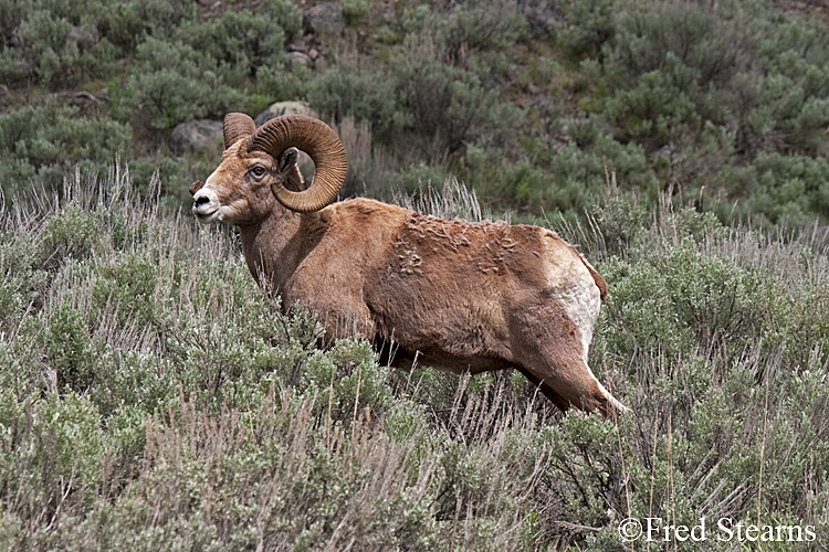 Yellowstone NP amar Valley Big Horn Sheep