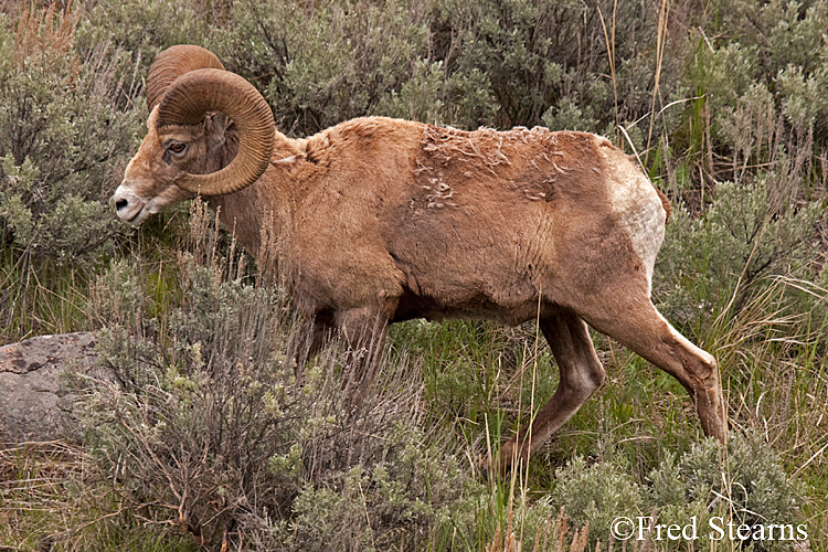 Yellowstone NP amar Valley Big Horn Sheep