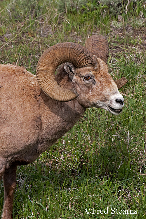 Yellowstone NP amar Valley Big Horn Sheep