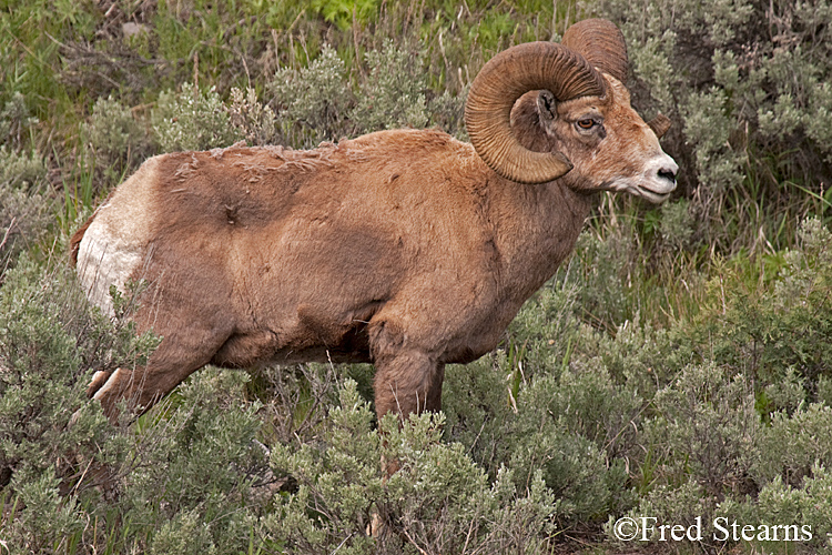 Yellowstone NP amar Valley Big Horn Sheep